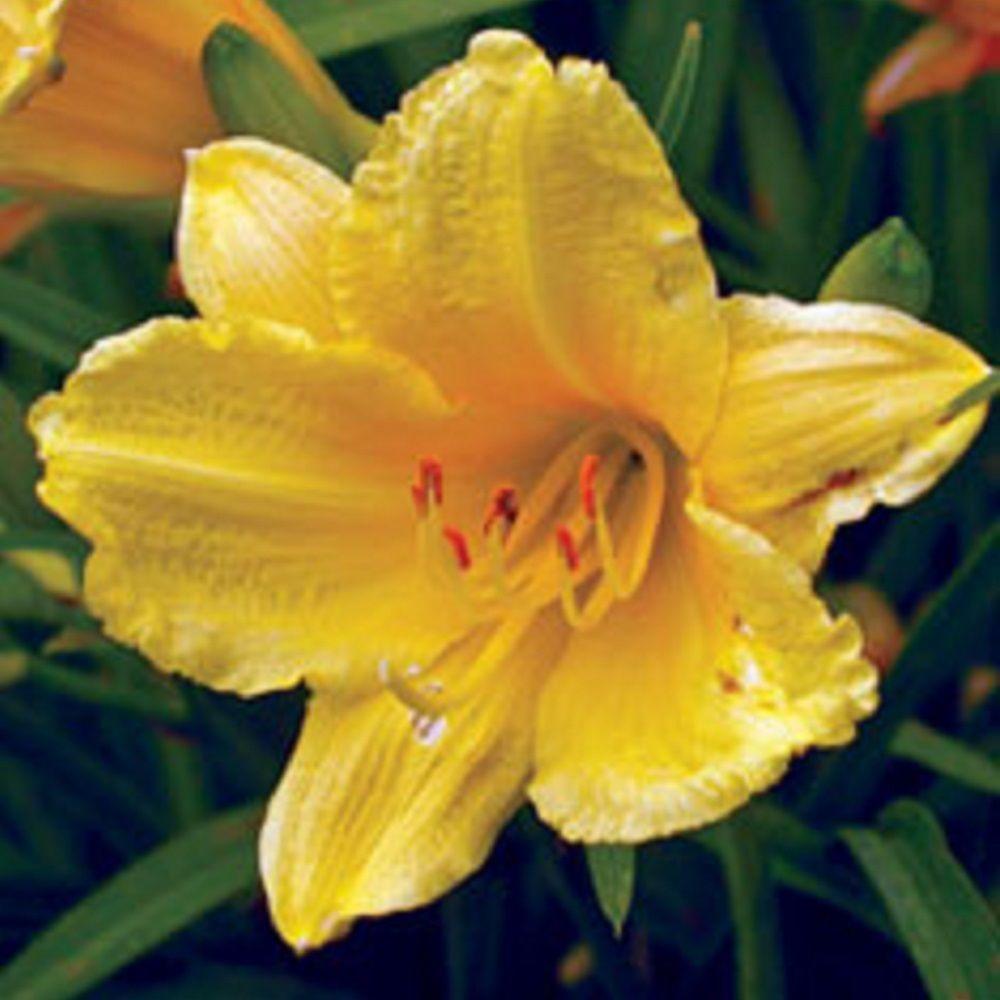 2.5 Qt. Stella De Oro Daylily, Live Perennial Plant, Yellow ...