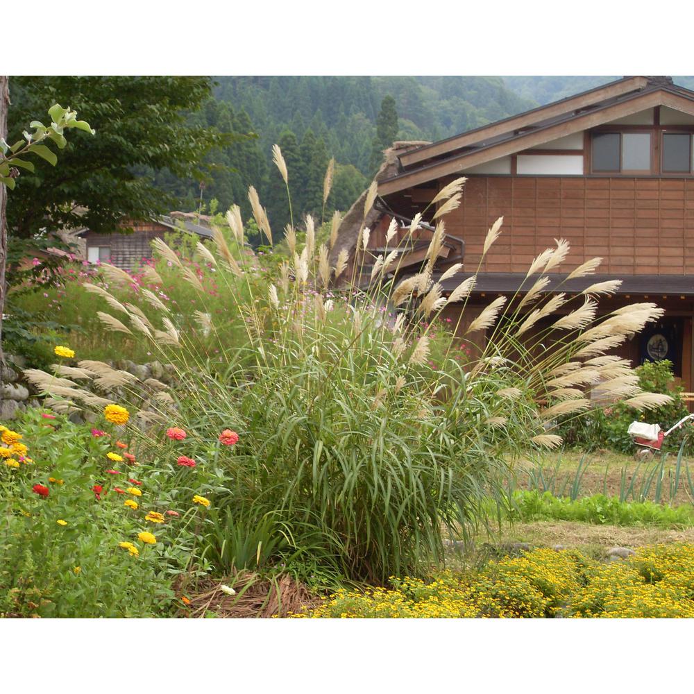 Online Orchards 1 Gal. Maiden Grass Very Tall Ornamental Grass