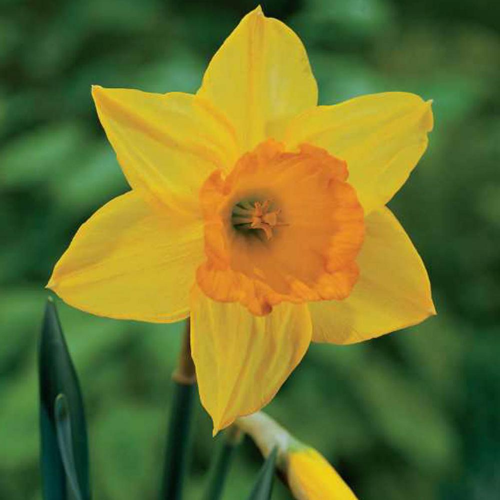 Van Bourgondien Fortune Large Cupped Daffodil Bulbs 100Pack87789