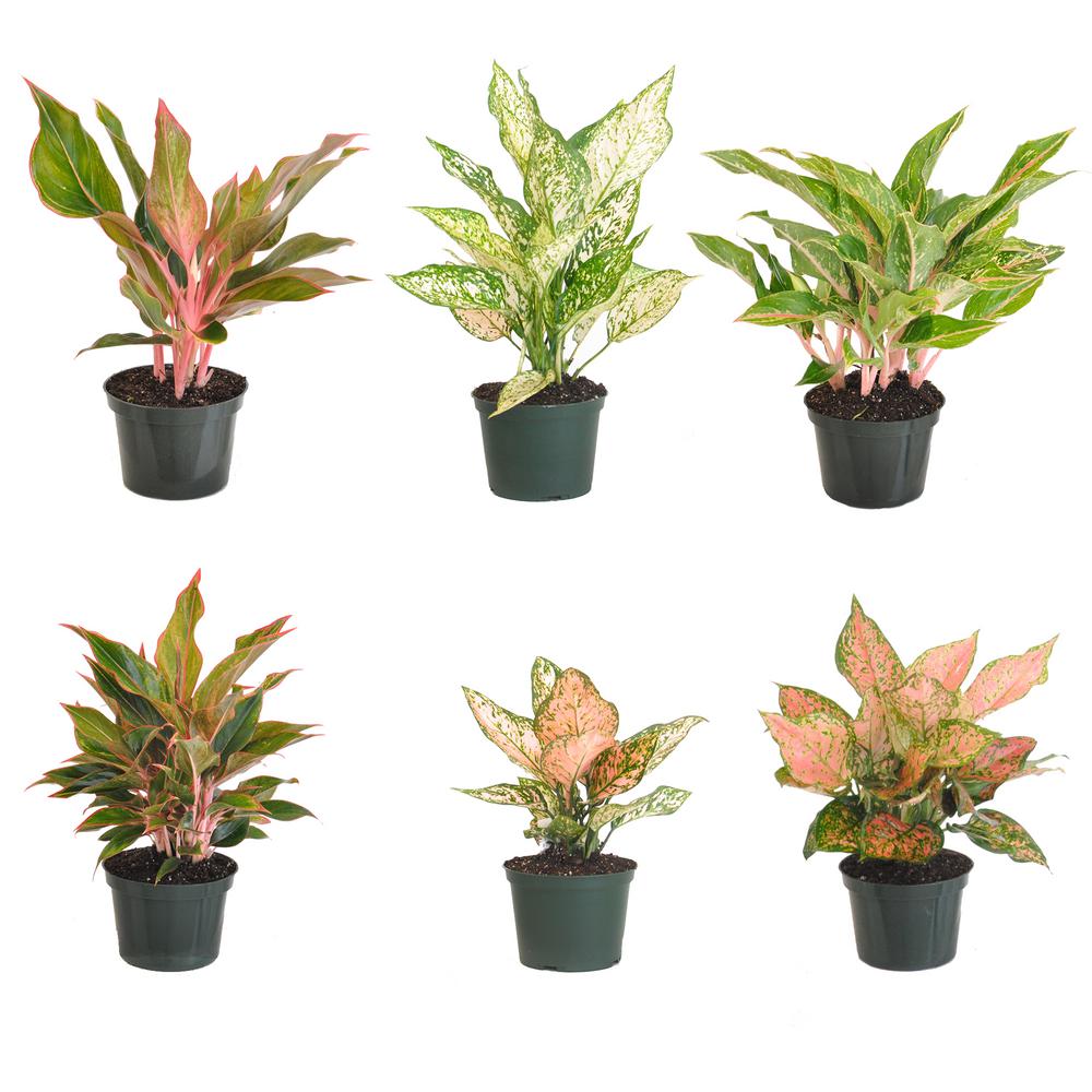 United Nursery 12 In To 19 In Tall Aglaonema Grower S Choice Assortment Live Indoor Houseplant Shipped In 6 In Grower Pot 4 Pack 27407 The Home Depot,Hummingbird Food Recipe Sugar Water Ratio