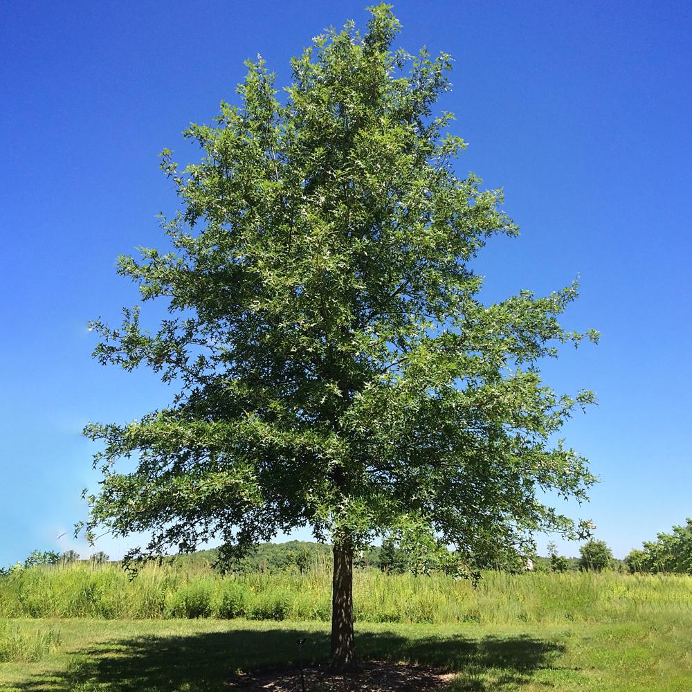 5 Gal. Nuttall Deciduous Oak TreeOAKNUT05G The Home Depot