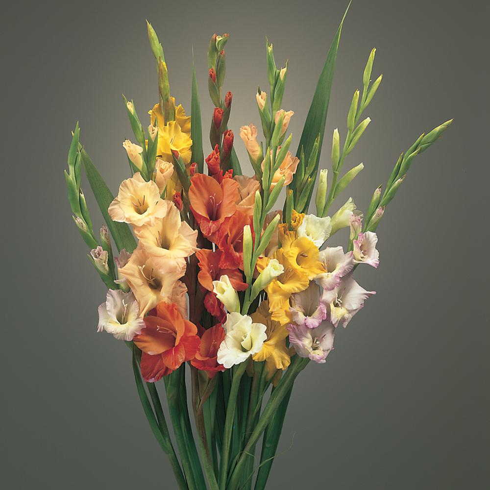 Blended Gladiolus Bulb (30Pack)36765 The Home Depot