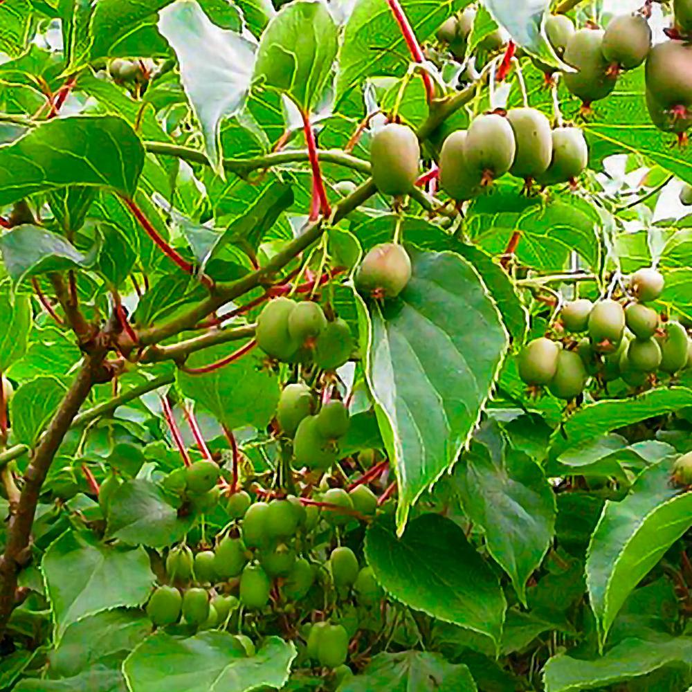 Gurney S 3 In Pot Issai Hardy Kiwi Actinidia Live Potted Fruiting Plant 1 Pack