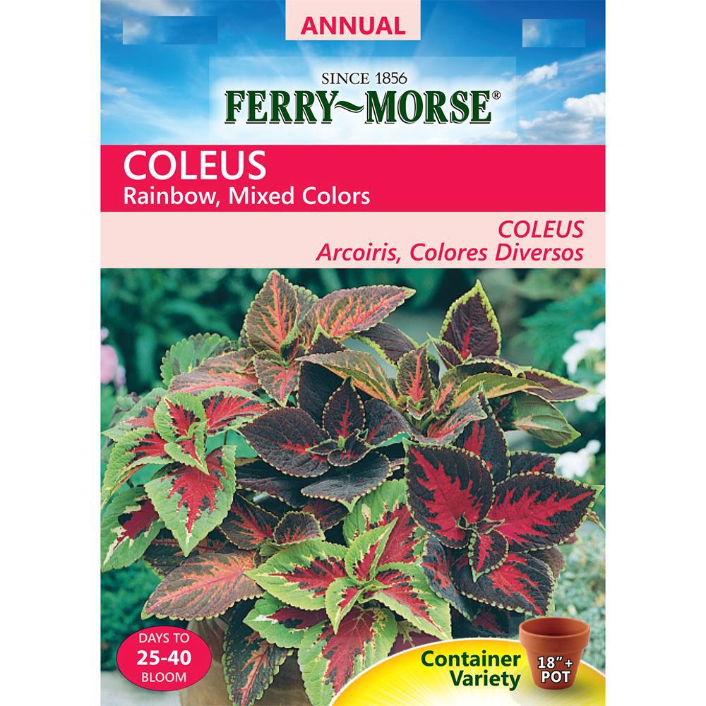 Ferry Morse Coleus Rainbow Seed 1034 The Home Depot