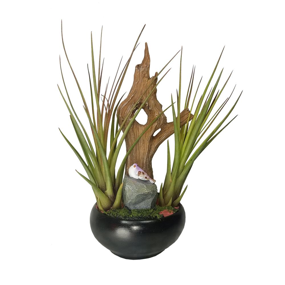 Costa Farms Ponytail Palm In 6 Grower Pot 6pony The Home Depot Air Plant Garden In Container