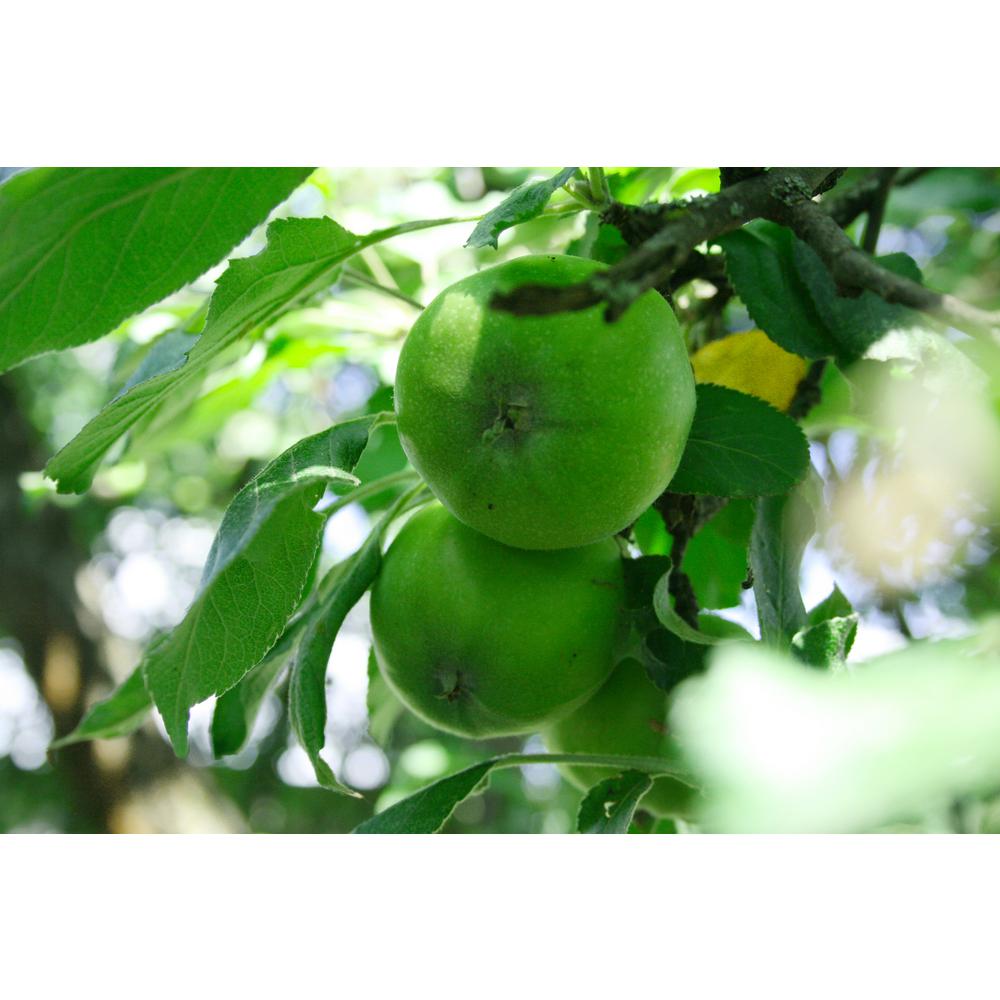 Fruit Trees Plants Edible Garden The Home Depot Granny Smith Le Tree