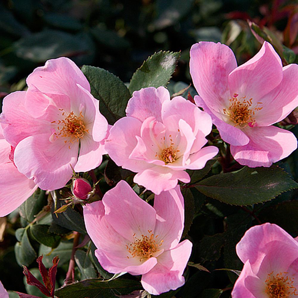 Mea Nursery 2 Gal. Patent BLUSHING Knock Out Rose with Pink Flowers