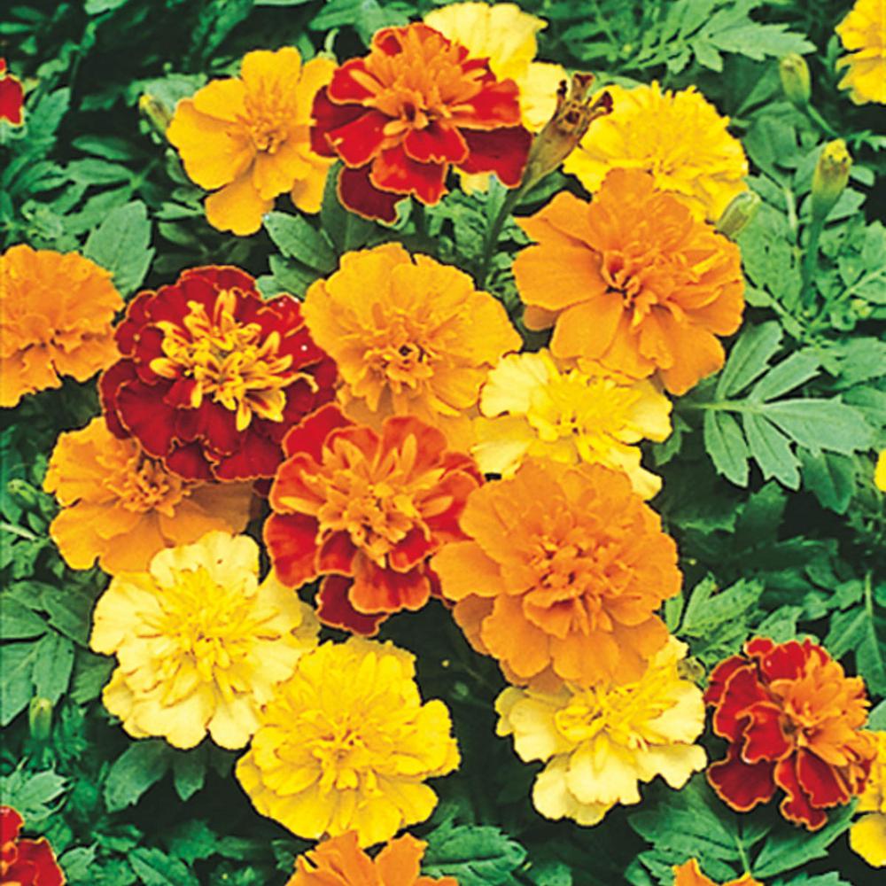 Gurney's Marigold Boy O' Boy Flower Seed Mixture (40 Seed Packet)72988