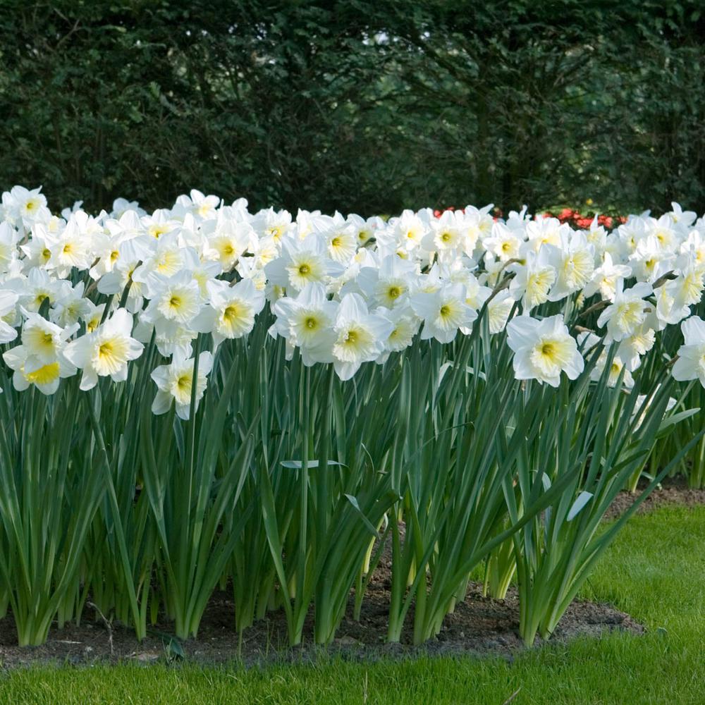 Van Bourgonn Mount Hood Trumpet Daffodil Narcissus Bulbs 25 Pack Van Bourgonn Mount Hood Trumpet Daffodil Narcissus Bulbs 25 Pack