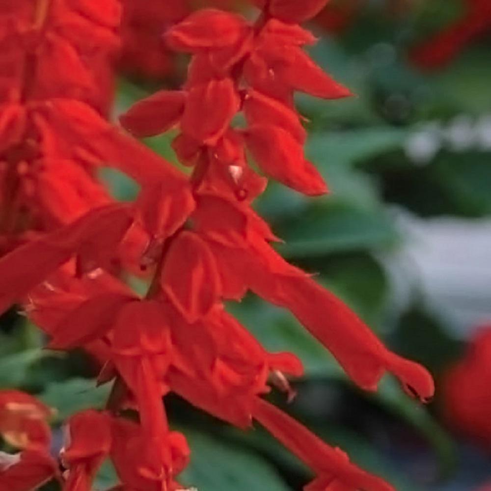 Red Perennials Garden Plants Flowers The Home Depot 2 5 Qt Saucy Red Salvia Live Blooming Perennial Plant Scarlet Flower