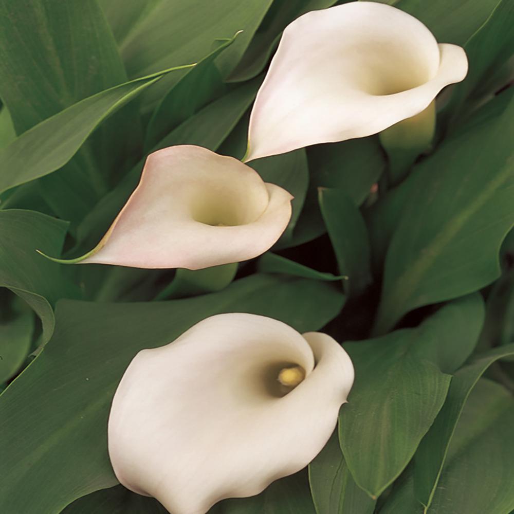 2.5 Qt. White Calla Lily Plant55884 The Home Depot