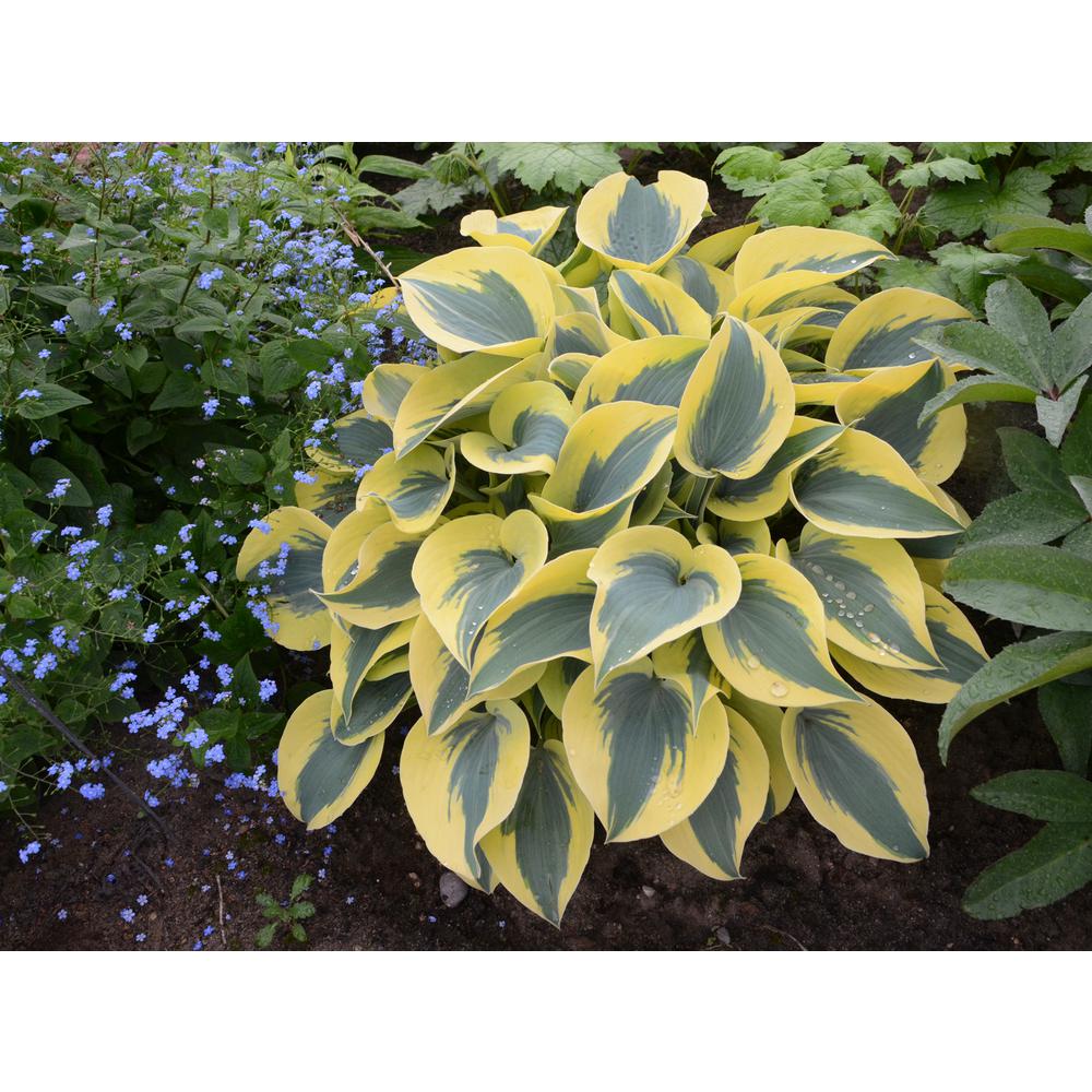 Proven Winners 3 Gal Shadowland Autumn Frost Hosta Live Plant Shadowland Autumn Frost Hosta Live Plant Green And