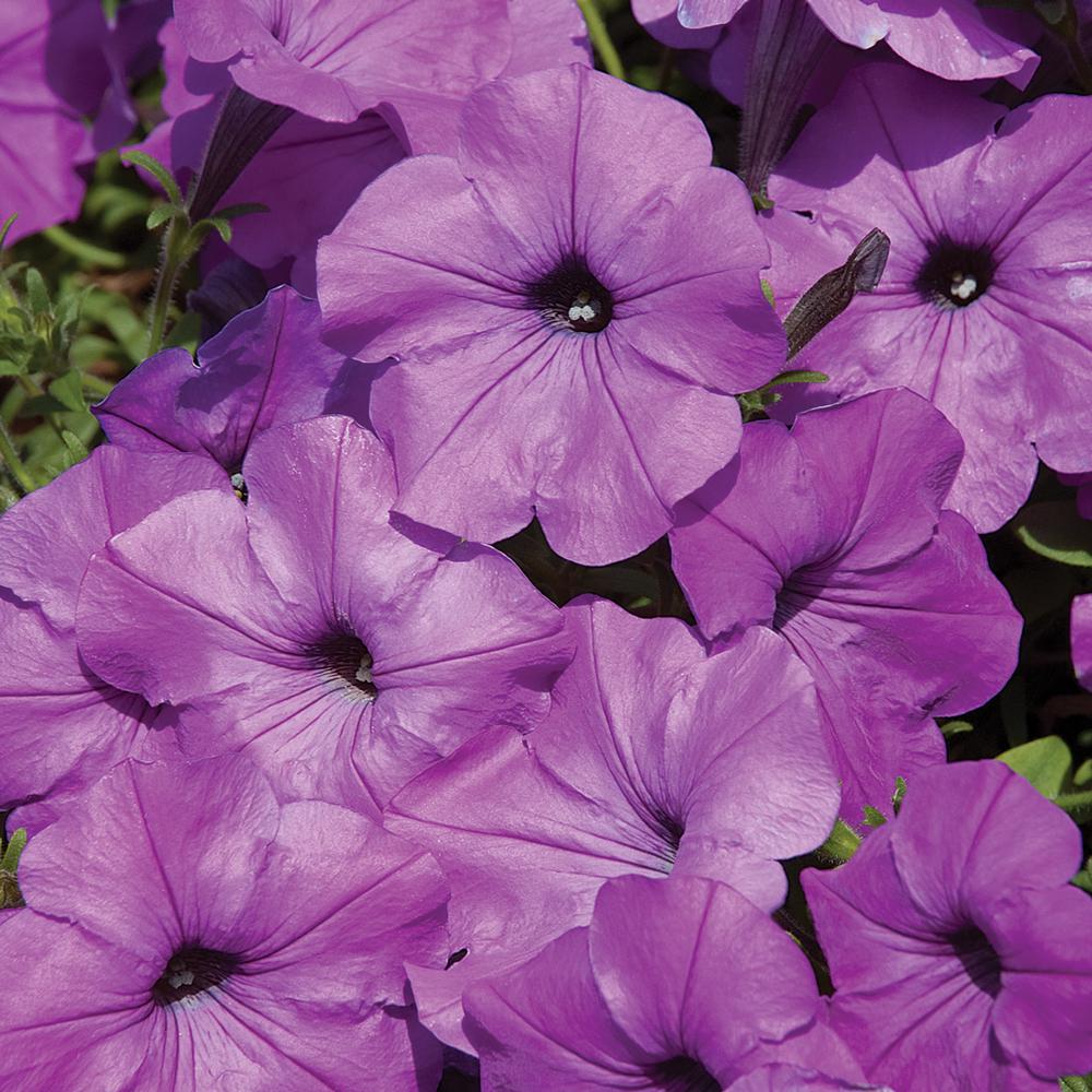 1.25 Gal. Wave Purple Petunia Hanging Basket22077 The Home Depot