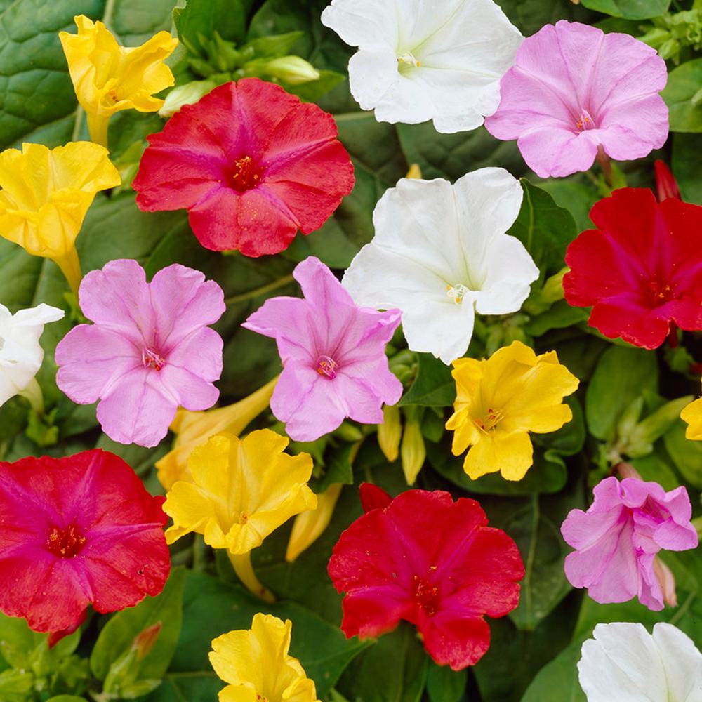 Four O Clock Flower Flower Bulbs Plants Garden Flowers The Home Depot