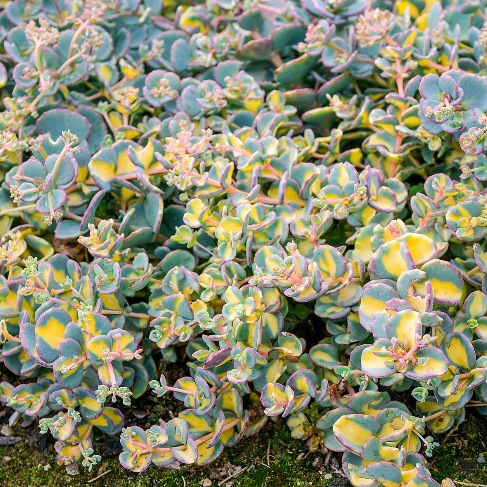 Spring Hill Nurseries 2 In Pot Variegated Creeping Blue Sedum Live Deciduous Plant And Yellow Foliage Groundcover Perennial 1 Pack