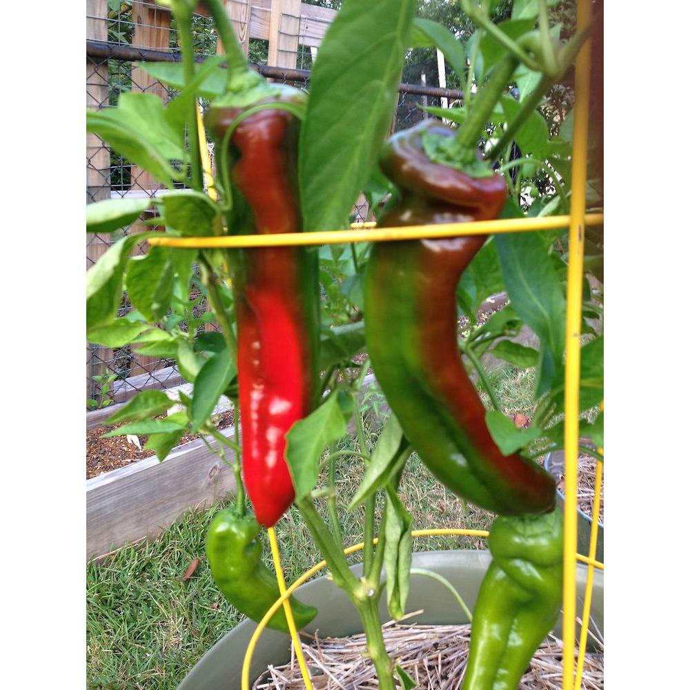 red pepper plant