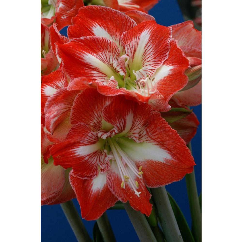 Bloomsz Minerva Garden Amaryllis Bulbs (12Pack)00436 The Home Depot