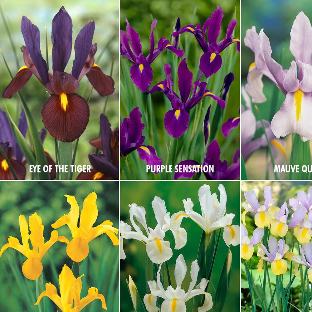 Spring Iris Flower Bulbs Garden Plants Flowers The Home Depot Dutch Iris Lover S Collection Set Of