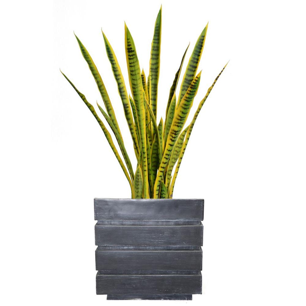 Sweet Berry Selections Black Satin Thornless Blackberry Fruit Bearing