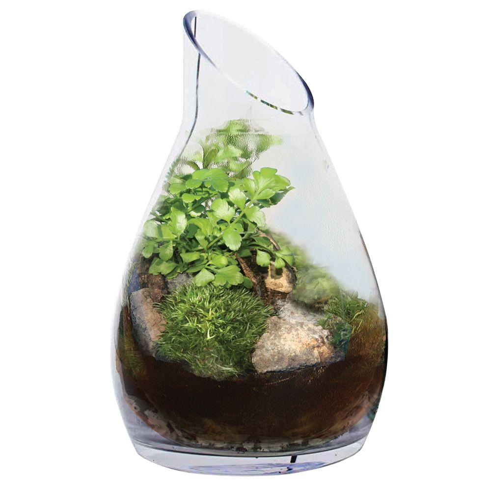 Fern in 7 in. Terrarium CarafeLGTC1 The Home Depot