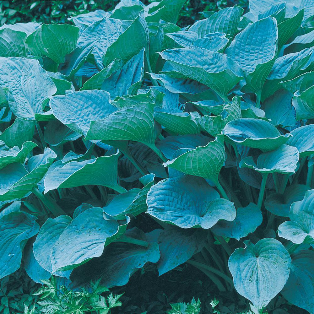 Spring Hill Nurseries Colossal Blue Hosta Live Bareroot Colossal Blue Hosta Live Bareroot Perennial Plant Colored Foliage 1 Pack