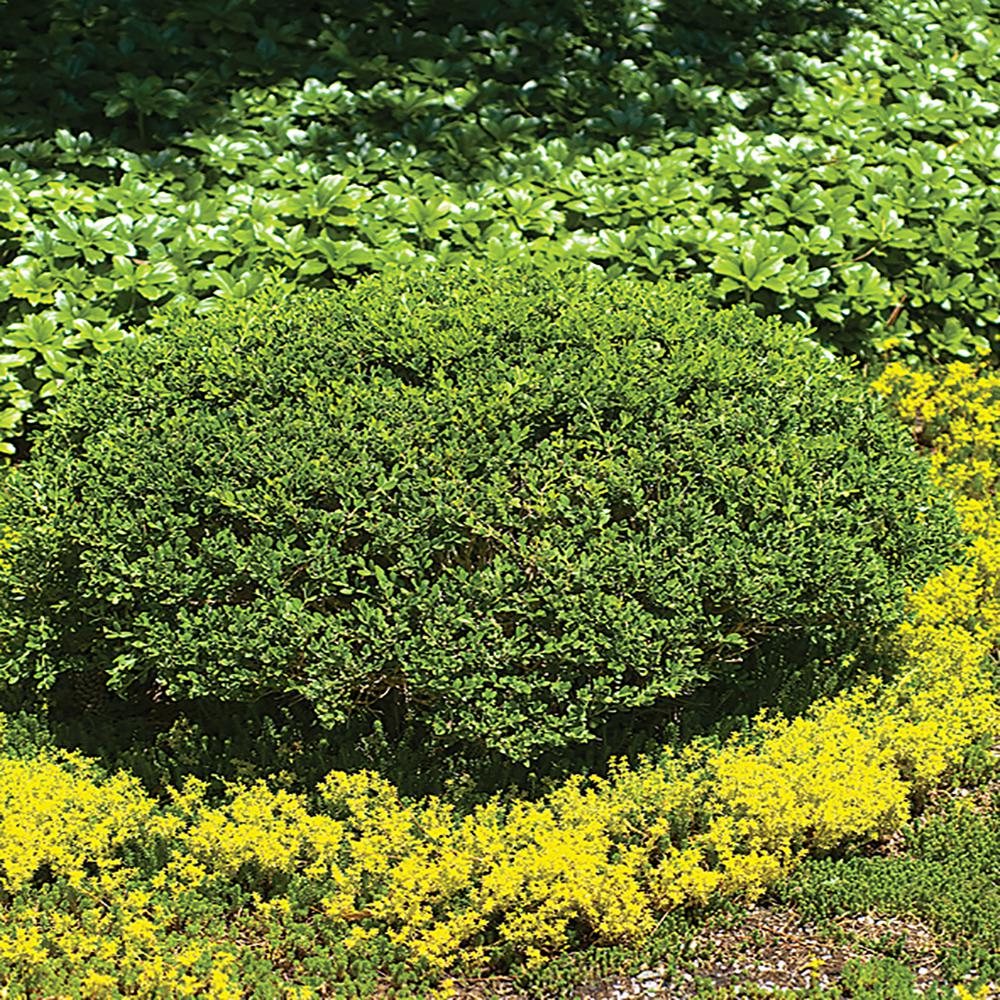 2.4 Gal. Japonica Wintergreen Boxwood Shrub-06173FL - The Home Depot