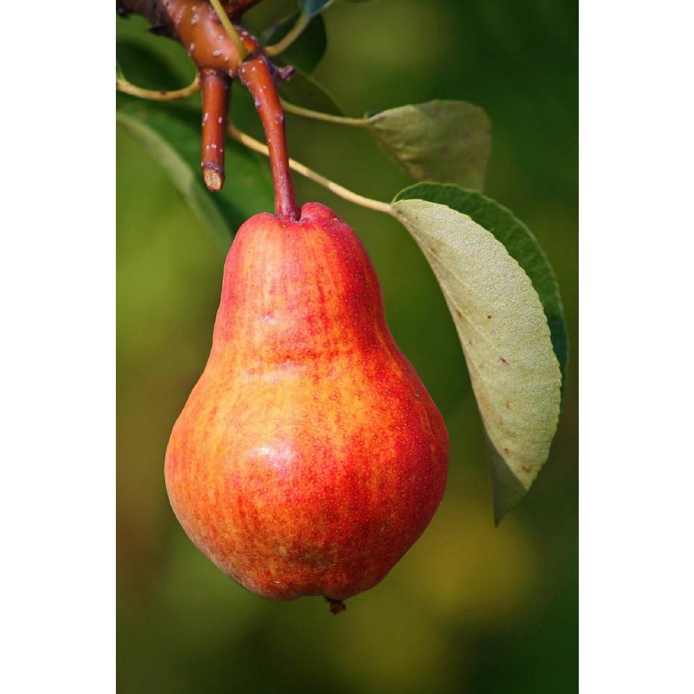 Red Pear Pictures - The Home Garden