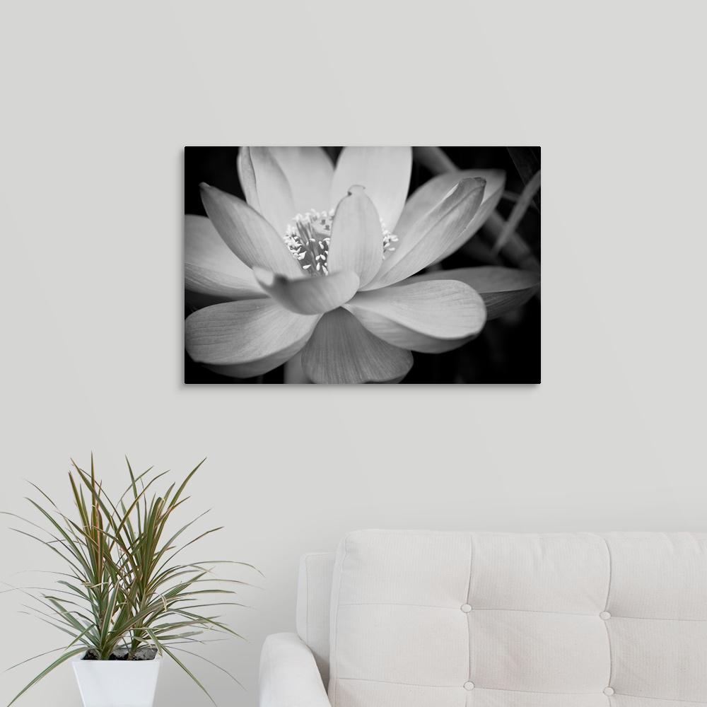 Black And White Flower Ii By Dream On Photography Canvas Wall Art