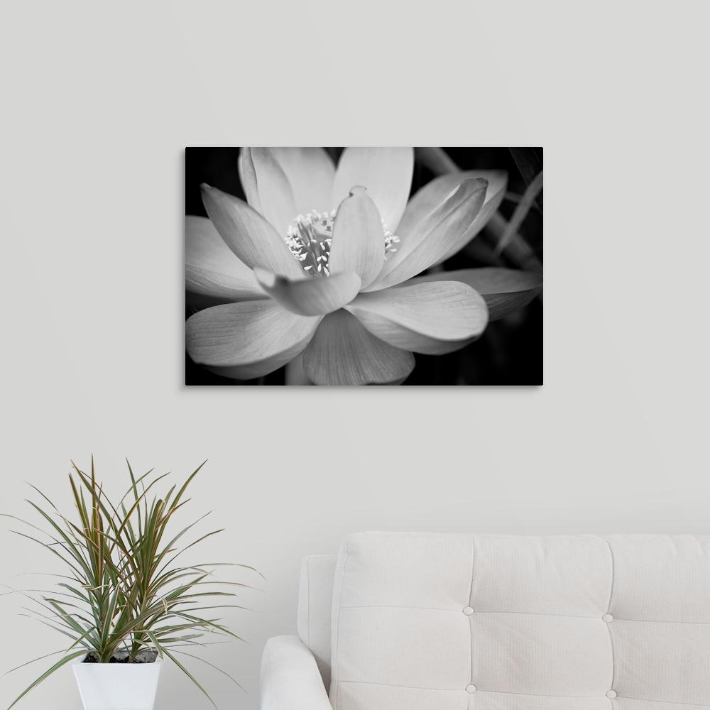 Greatbigcanvas Black And White Flower Ii By Dream On Photography Canvas Wall Art 2187166 24 24x16 The Home Depot