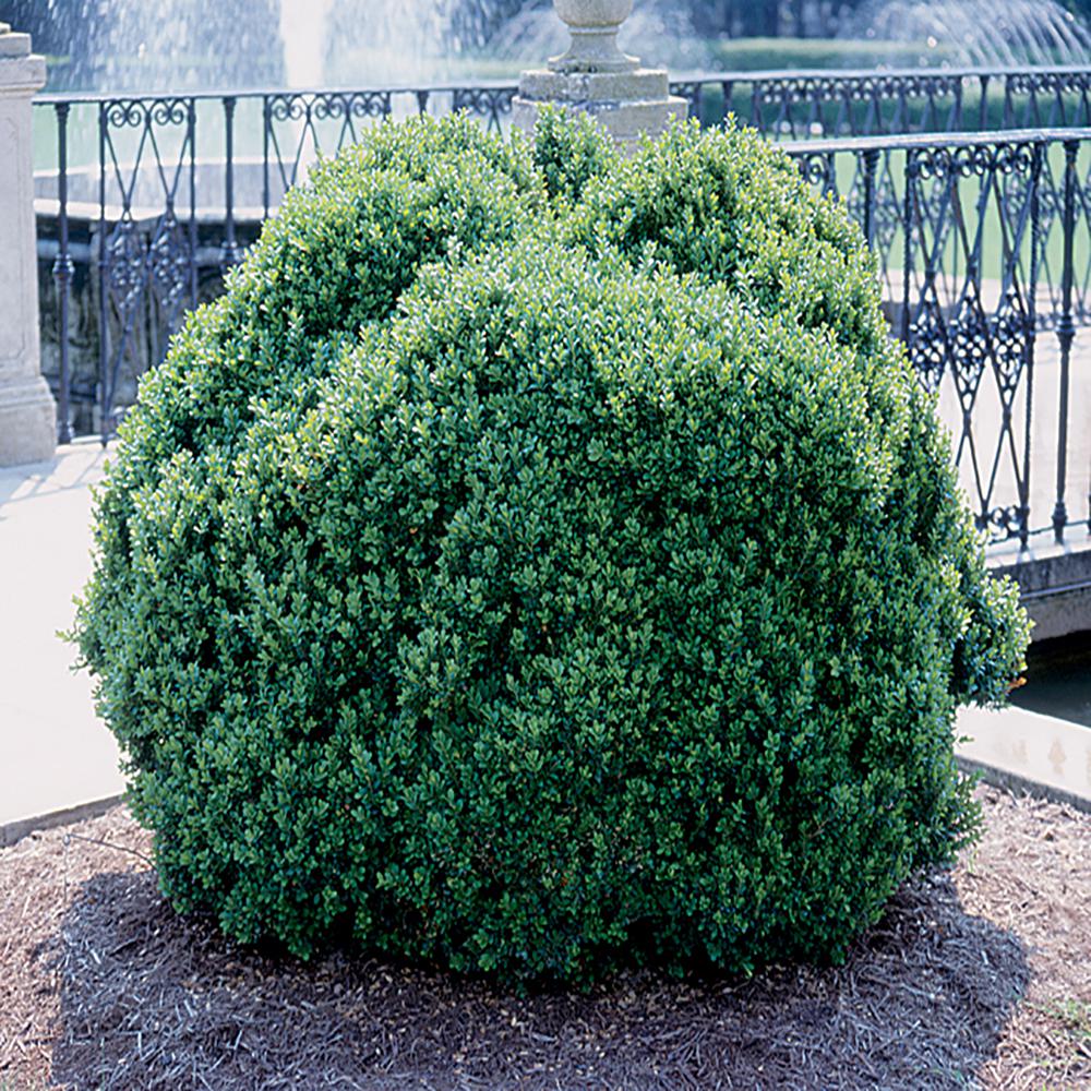 2.5 Qt. Buxus Sempervirens Suffruticosa Boxwood Shrub-250202 - The Home ...