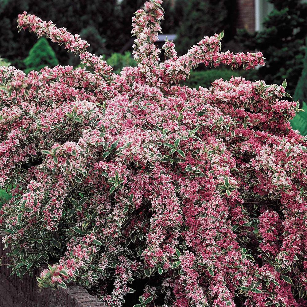 Spring Hill Nurseries 4 In Pot Pink Splash Weigela Flowering Pot Pink Splash Weigela Flowering