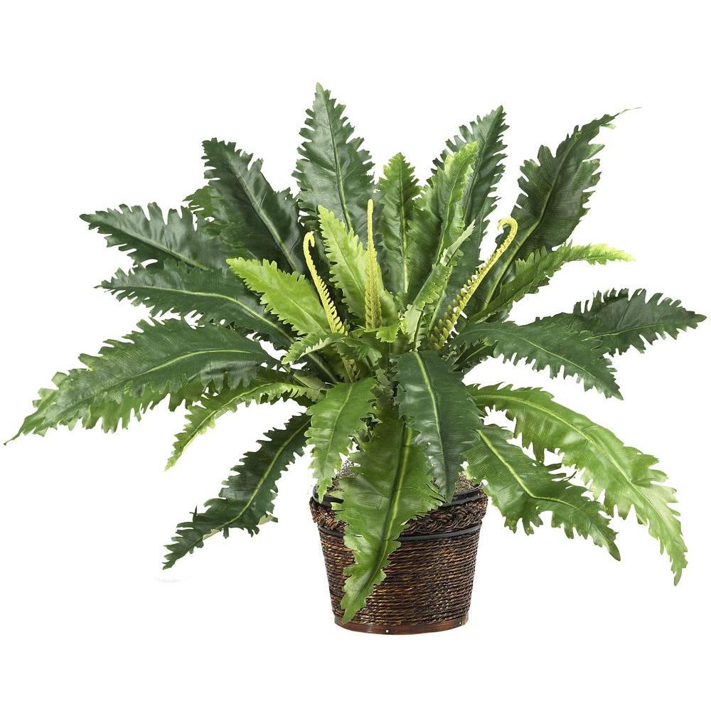 Nearly Natural 22 in. Marginatum Silk Plant with Wicker Basket6534