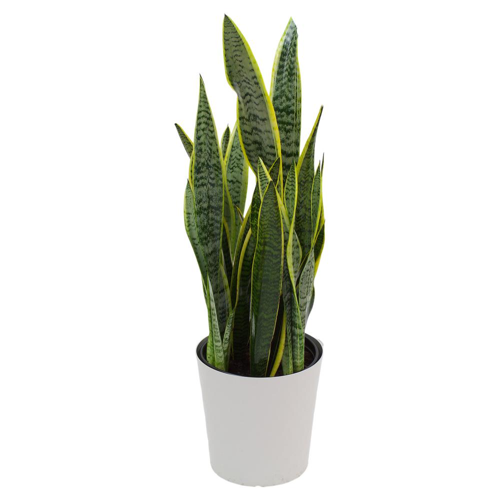 Pure Beauty Farms Sansevieria Laurentii Snake Plant in 9
