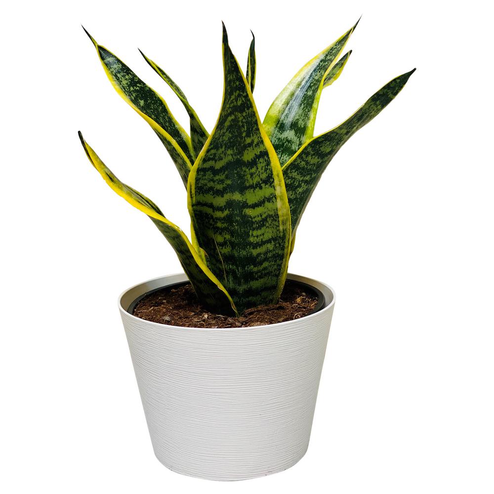 Pure Beauty Farms Sansevieria Superba Snake Plant in 6 In
