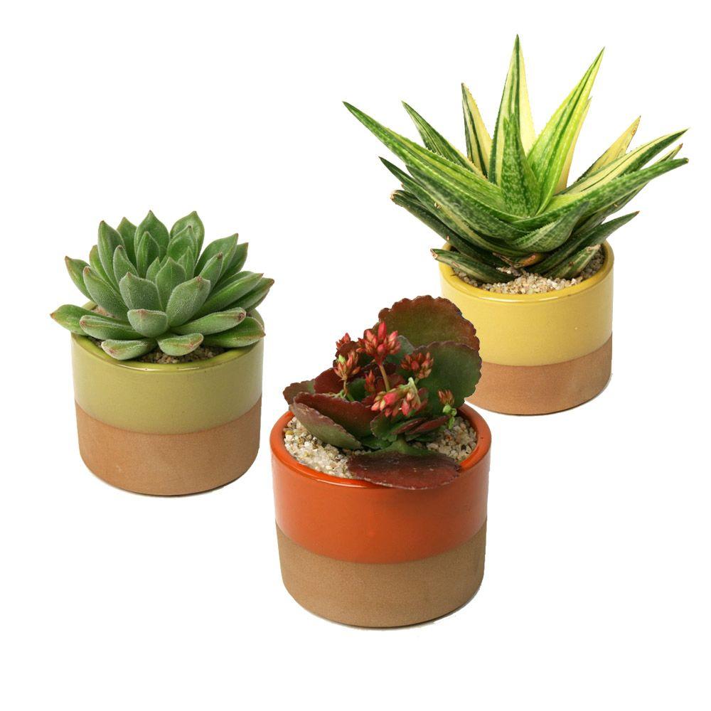 3.5 in. Assorted Succulent Plant in Horizon Deco Pot (3Pack)0881010