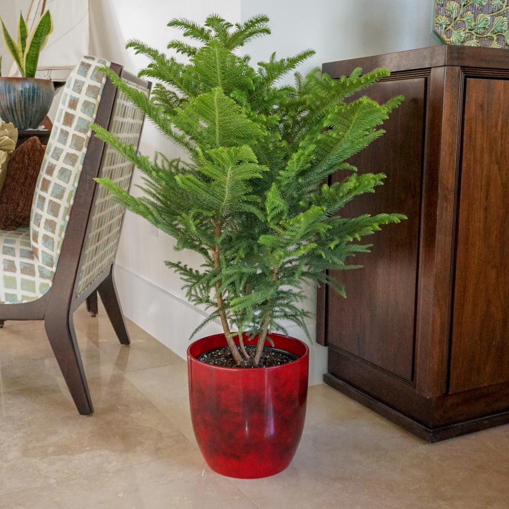 United Nursery Norfolk Island Pine In 9 25 In Grower Pot 24925 The Home Depot