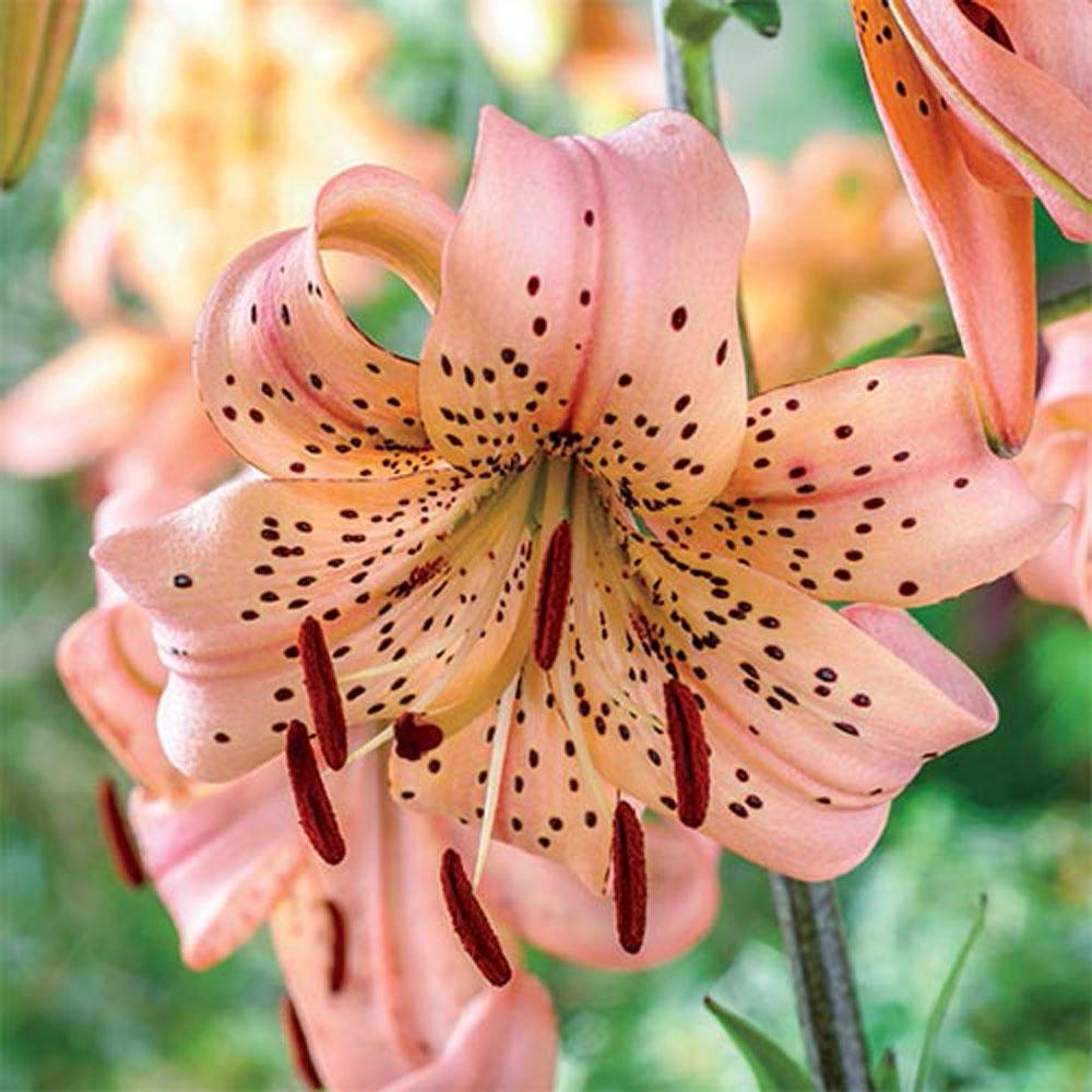 Van Zyverden Lilies Asiatic Black Charm Bulbs (7Pack)11356 The Home