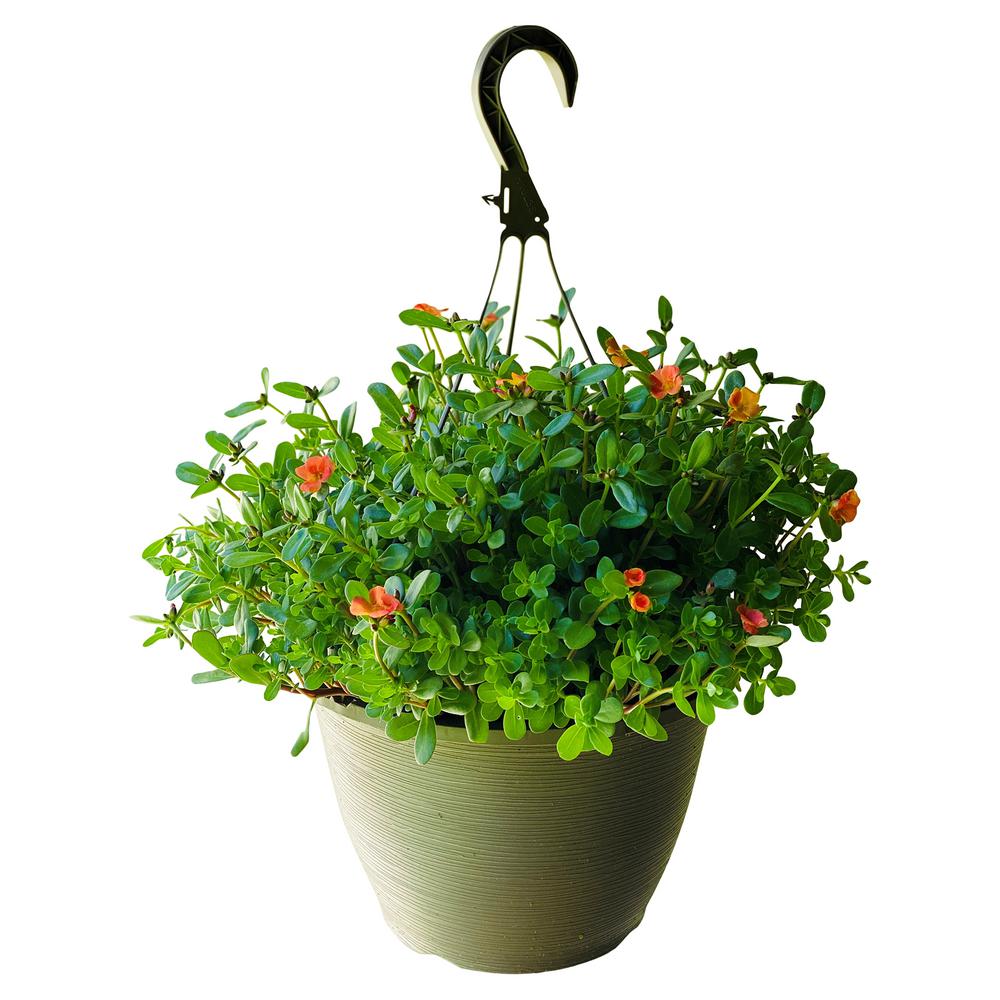 Pure Beauty Farms 11 in. Red Purslane Flowers Hanging Basket