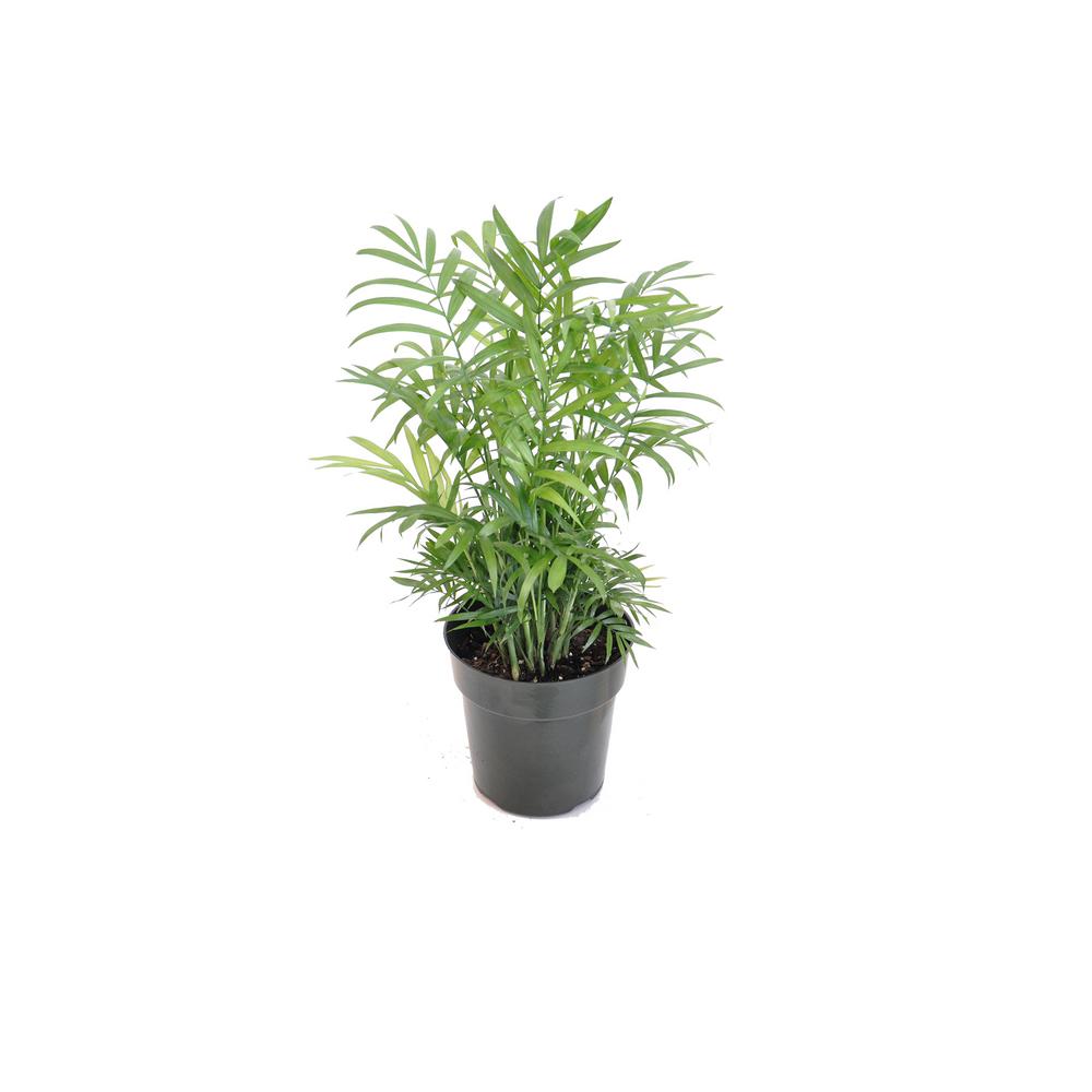 chamaedorea elegans indoor plants cats