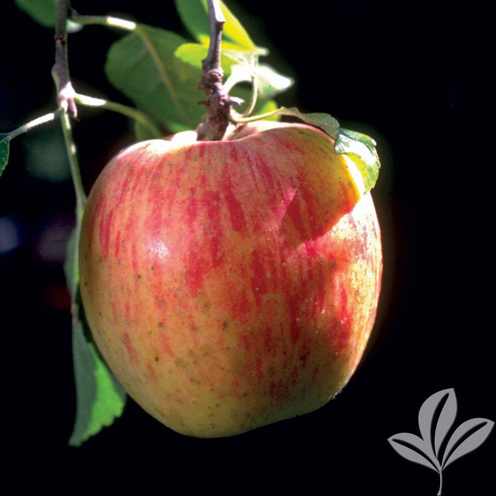 Home Depot Dwarf Fruit Trees : Online Orchards Dwarf Shiro Plum Tree Bare Root-FTPL004 ... / Cameron select is a dwarf variety of the popular honeycrips apple.