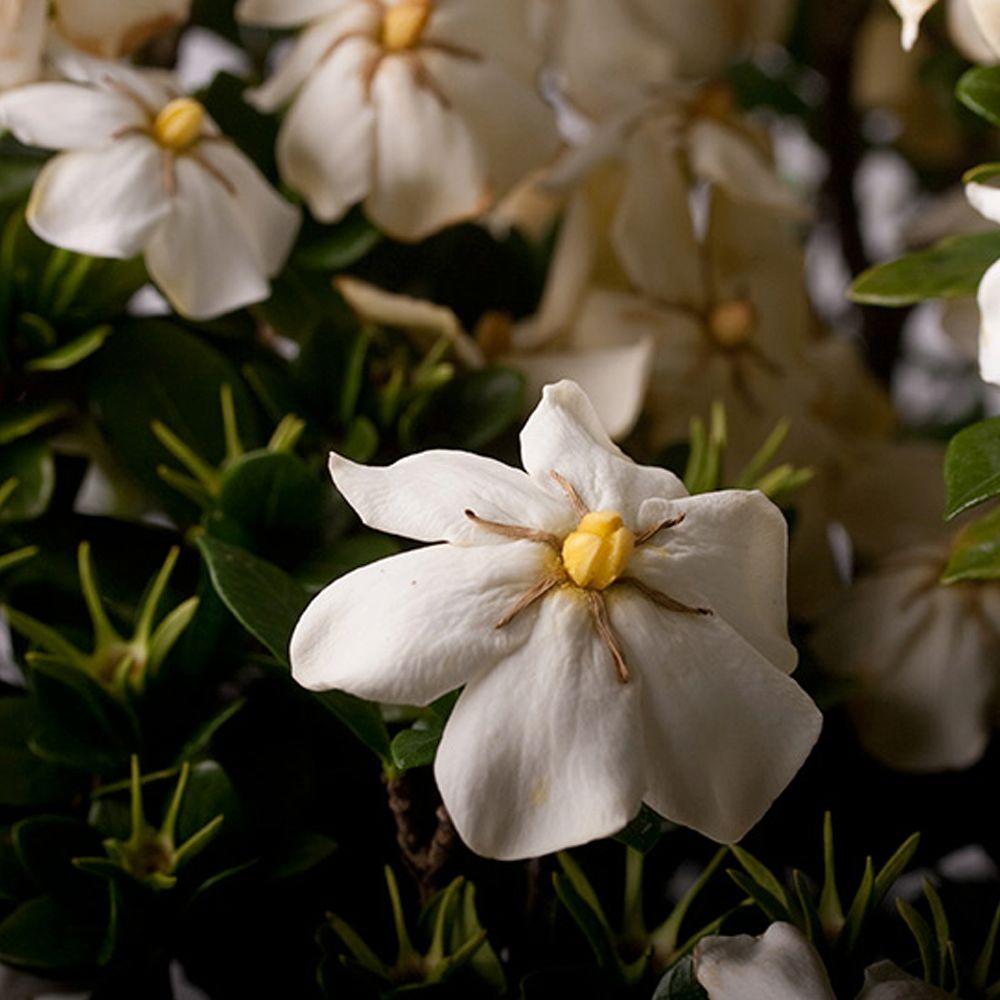 Gardenia - Shrubs - Trees 