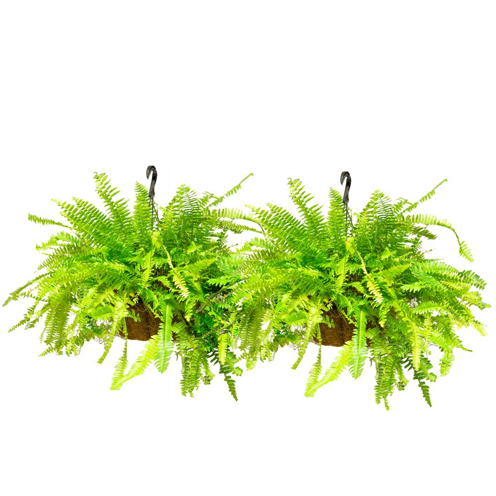 Unbranded 10 in. Boston Fern Hanging Plant Basket (2-Pack)-THD100003 - The Home Depot