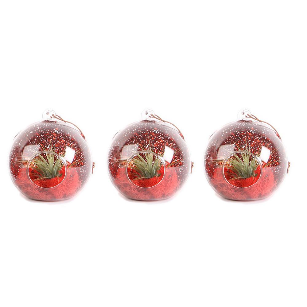 3-Pack Costa Farms Christmas Globe Airplant Terrarium Ornaments