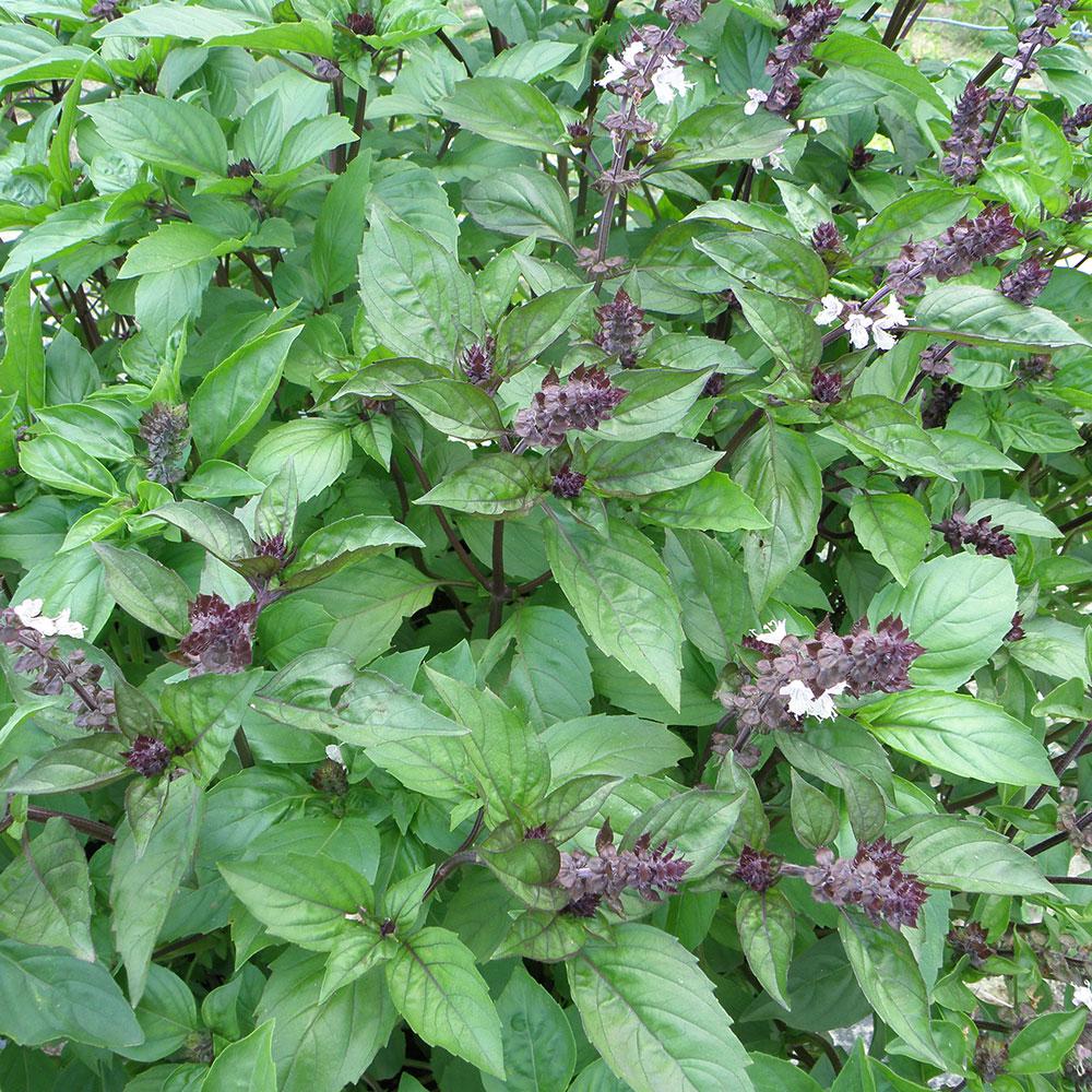 Bonnie Plants 4.5 in. 19.3 oz. BasilCinnamon5011 The