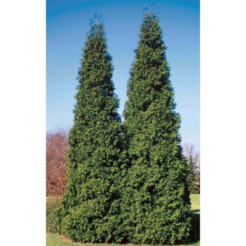 Deer Resistant Evergreen Arborvitae Shrubs Trees Bushes Spring Grove Western Arborvitae Thuja Live Evergreen Shrub Green Foliage 1 Gal