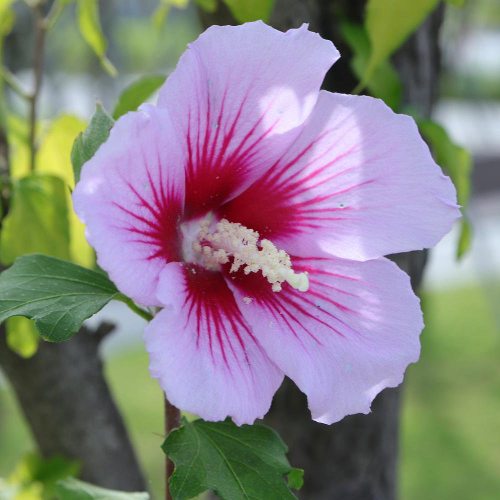 Online Orchards 1 Gal Red Heart Rose Of Sharon Hibiscus Shrub Exotic Pure White Blossoms With A 