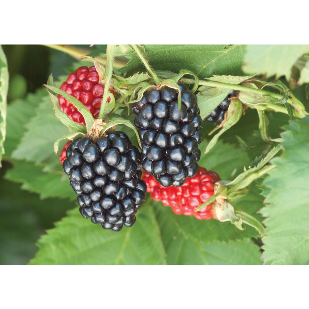 Blackberry Plant Fruit Trees Plants Edible Garden The Home Depot 1 Gal Apache Blackberry