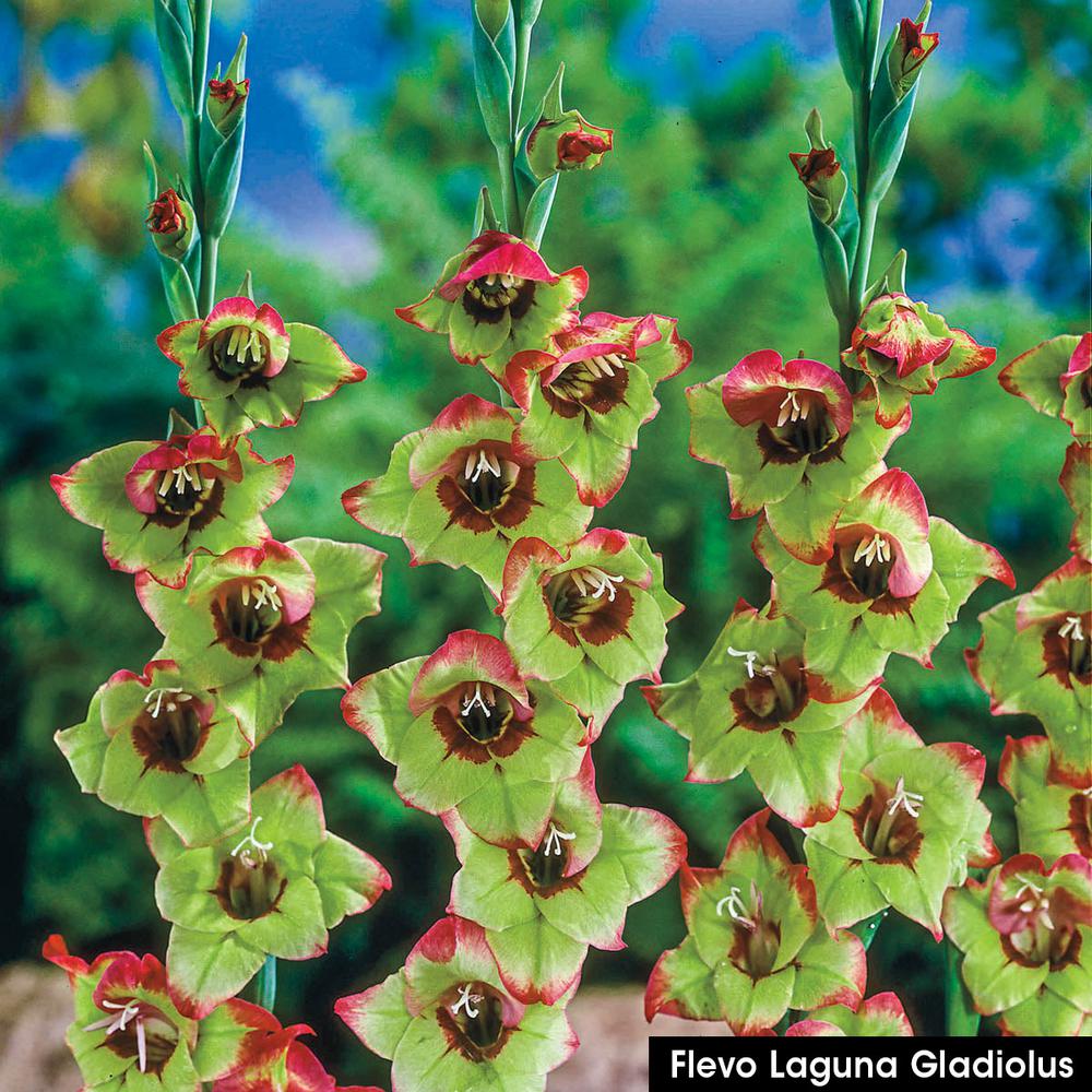 Breck's Red Flowers Flevo Laguna Gladiolus Bulbs (10Pack)81082 The