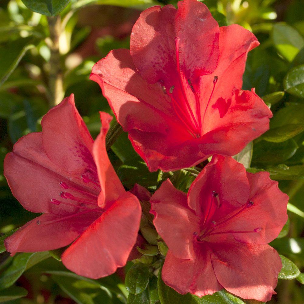 How to care for azalea at home How to care for azalea at home