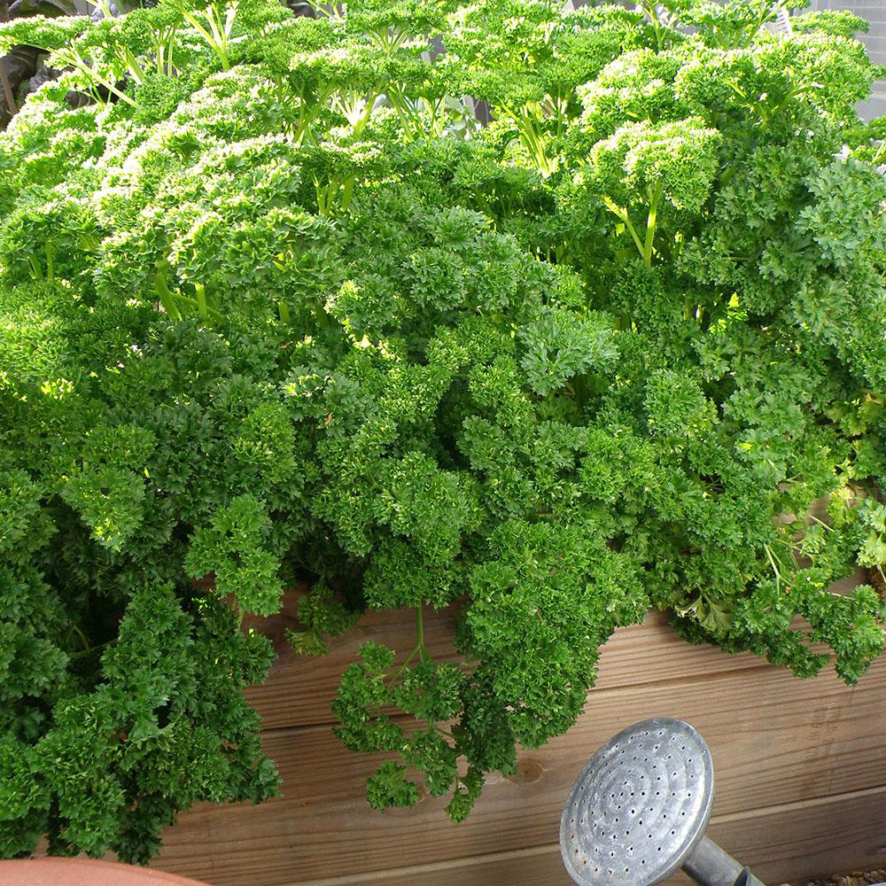 Bonnie Plants 4.5 in. Curled Parsley5120 The Home Depot